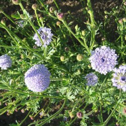 Kniplingeblomst 'Mix' <br><i>Didiscus caeruleus /Trachymene caerulea </i>