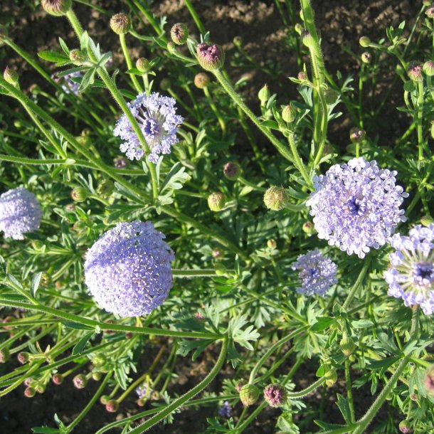 Kniplingeblomst 'Mix' <br><i>Didiscus caeruleus /Trachymene caerulea </i>