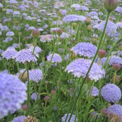 Kniplingeblomst 'Mix' <br><i>Didiscus caeruleus /Trachymene caerulea </i>