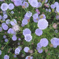 Kniplingeblomst 'Mix' <br><i>Didiscus caeruleus /Trachymene caerulea </i>