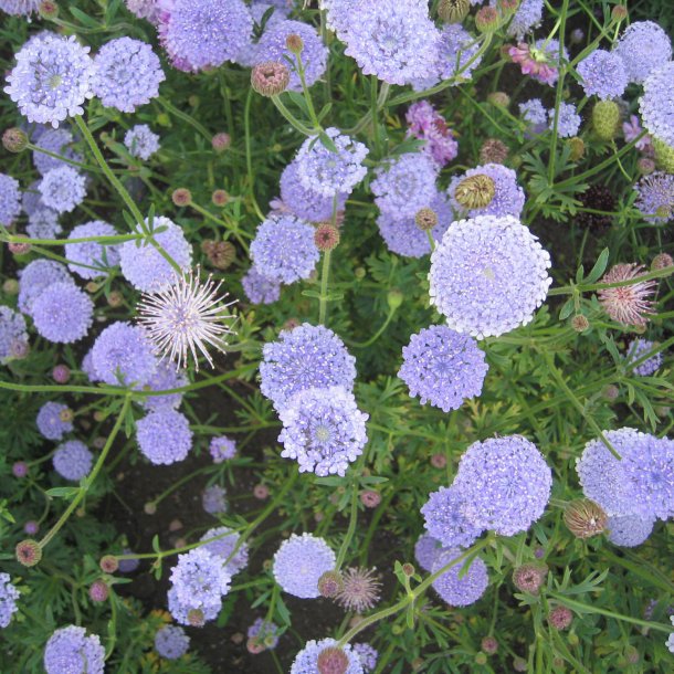 Kniplingeblomst 'Mix' <br><i>Didiscus caeruleus /Trachymene caerulea </i>