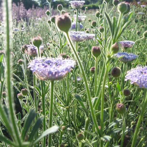 Kniplingeblomst 'Mix' <br><i>Didiscus caeruleus /Trachymene caerulea </i>