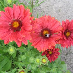 Kokardeblomst <br>'Burgundy' <br><i>Gaillardia aristata</i>