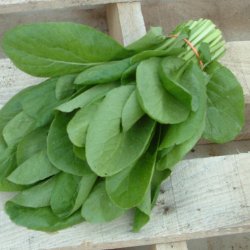 Komatsuna 'Carlton' F1 <br><i>Brassica rapa supsb. perviridis</i>