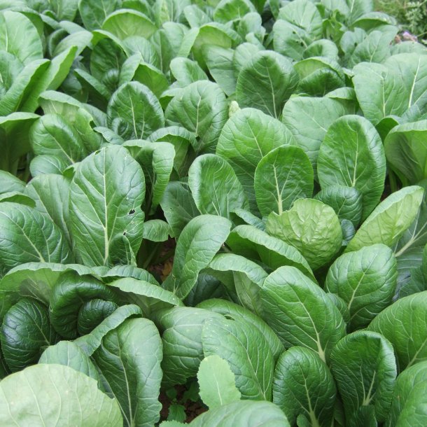 Komatsuna 'Carlton' F1 <br><i>Brassica rapa supsb. perviridis</i>