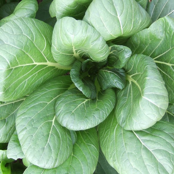 Komatsuna 'Carlton' F1 <br><i>Brassica rapa supsb. perviridis</i>