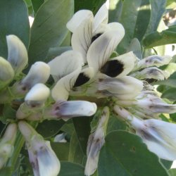 Valsk bnne, hestebnne<br>'Karmazyn'<br><i>Vicia faba </i>