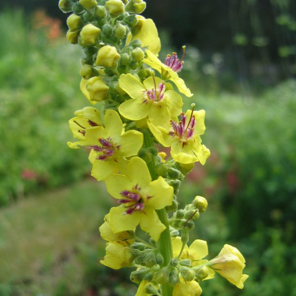Kongelys, <br>gul <br><i>Verbascum chaixii</i>