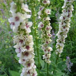 Kongelys <br>'Wedding Candles' <br><i>Verbascum chaixii album</i>