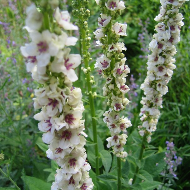 Kongelys <br>'Wedding Candles' <br><i>Verbascum chaixii album</i>