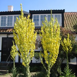 Kongelys, <br>olympisk <br><i>Verbascum olympicum</i>