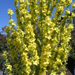 Kongelys, <br>olympisk <br><i>Verbascum olympicum</i>
