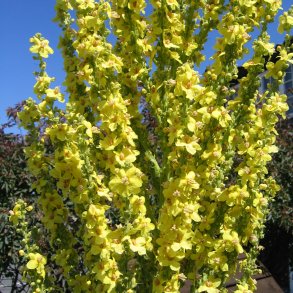 Kongelys, <br>olympisk <br><i>Verbascum olympicum</i>