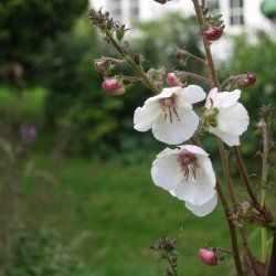 Kongelys <br>'Domino' <br><i>Verbascum blattaria</i>