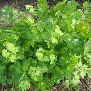 Koriander <br>'Marino' <br><i>Coriandrum sativum </i>