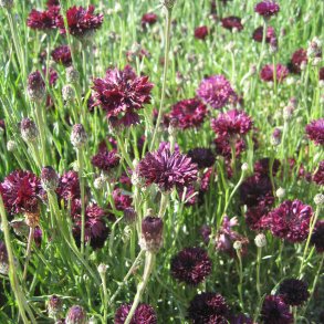 Kornblomst <br>'Ball Black'<br><i>Centaurea cyanus </i>