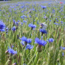 Kornblomst <br>'Blue Boy' <br><i>Centaurea cyanus </i>