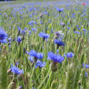 Kornblomst <br>'Blue Boy' <br><i>Centaurea cyanus </i>