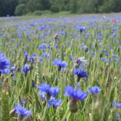 Blomstermix <br>'Bismag'<br><br>