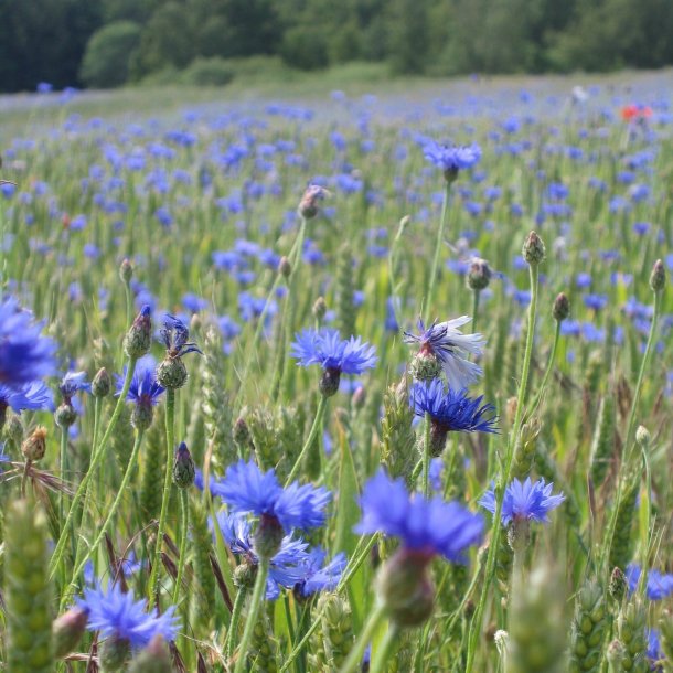 Blomstermix <br>'Bismag'<br><br>