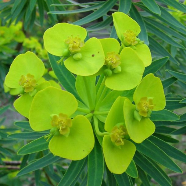 Vortemlk, Kors-<br>'Muldvarpeplante'<br><i>Euphorbia lathyris </i>