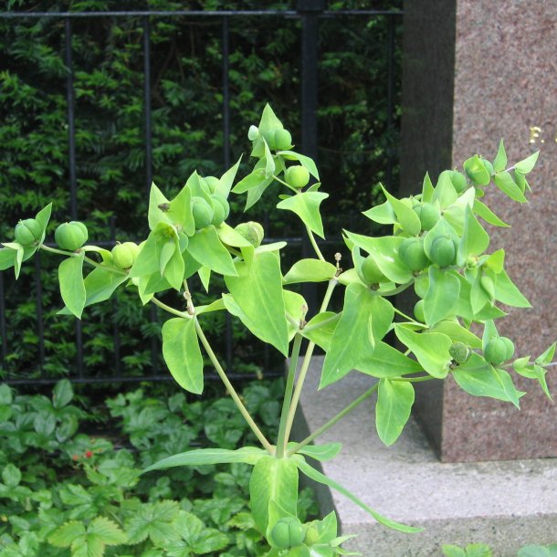 Vortemlk, Kors-  <br>Storkb<br>'Muldvarpeplante'<br><i>Euphorbia lathyris </i>