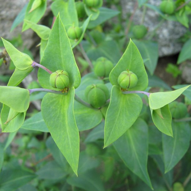 Vortemlk, Kors-<br>'Muldvarpeplante'<br><i>Euphorbia lathyris </i>