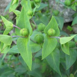 Vortemlk, Kors-  <br>Storkb<br>'Muldvarpeplante'<br><i>Euphorbia lathyris </i>