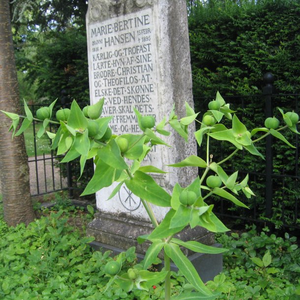 Vortemlk, Kors-<br>'Muldvarpeplante'<br><i>Euphorbia lathyris </i>