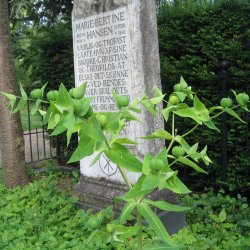 Vortemlk, Kors-  <br>Storkb<br>'Muldvarpeplante'<br><i>Euphorbia lathyris </i>