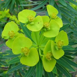 Vortemlk, Kors-  <br>Storkb<br>'Muldvarpeplante'<br><i>Euphorbia lathyris </i>