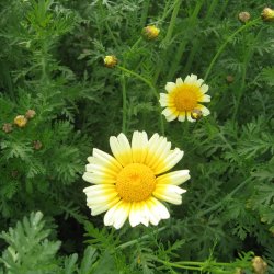 Kronokseje<br><i>Glebionis coronaria</i> <br><br>