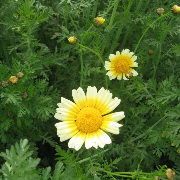 Blomstermix <br>'Kulrte buketter'<br><br>