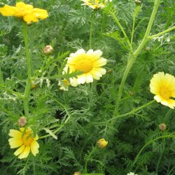 Kronokseje<br><i>Glebionis coronaria</i> <br><br>