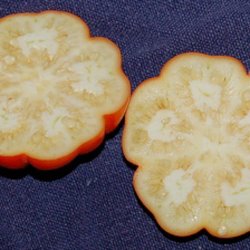 Aubergine <br>'Goyo Kumba'<br><i>Solanum integrifolium</i>