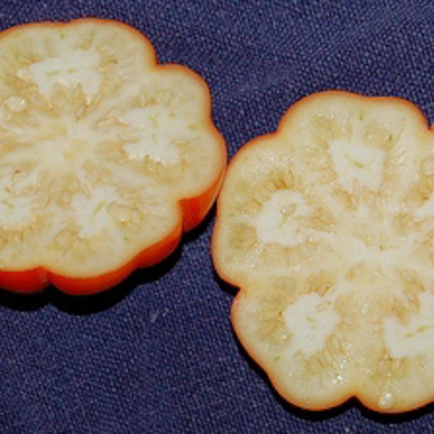 Aubergine <br>'Goyo Kumba'<br><i>Solanum integrifolium</i>