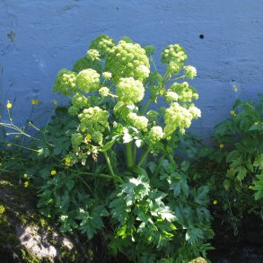 Kvan <br><i>Angelica archangelica</i><br><br>