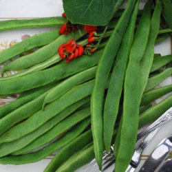 Bnne, Pral- <br>'Lady Di' <br><i>Phaseolus coccineus </i>