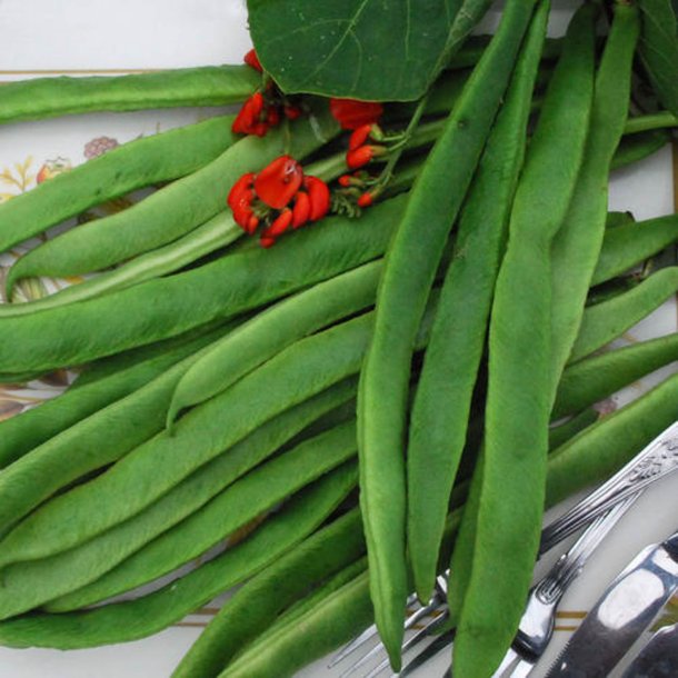 Bnne, Pral- <br>'Lady Di' <br><i>Phaseolus coccineus </i>