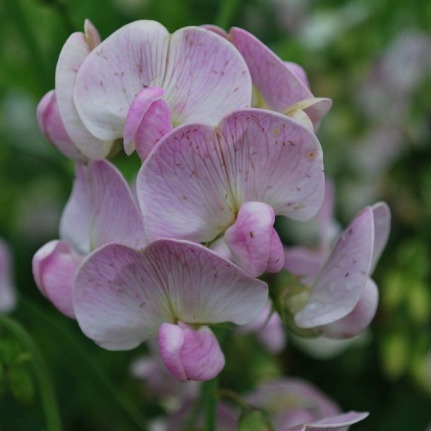Lathyrus, Staude-, <br>'Pearl Mixed' <br><i>Lathyrus latifolius </i>