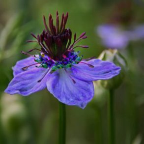 Djvlen i busken, <br>Spansk nigella<br><i>Nigella hispanica</i>