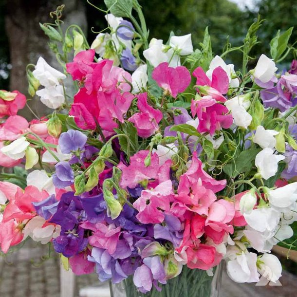 Lathyrus, rteblomst 'Mammoth Mix' <br><i>Lathyrus odoratus</i>