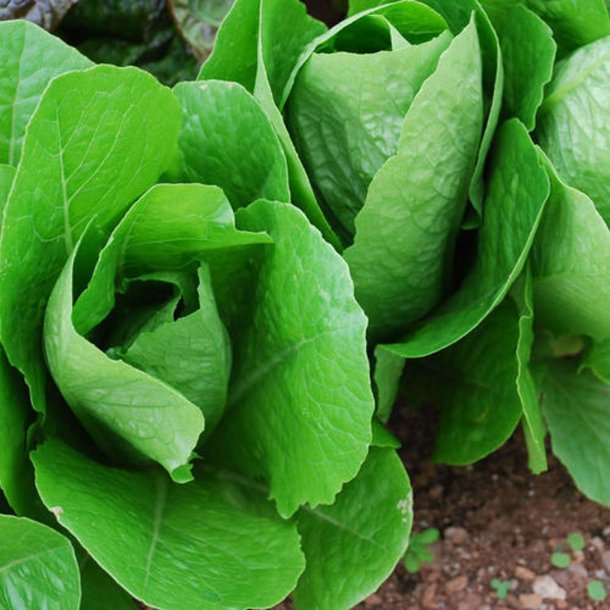 Salat, Romaine- <br>'Lobjoits Green'<br><i>Lactuca sativa L. <br>var. longifolia</i>