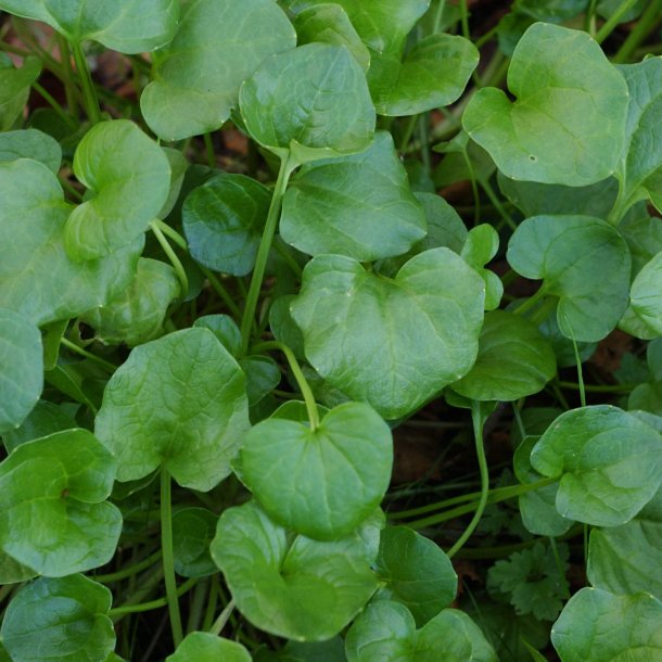 Kokleare, <br>Lge- <br><i>Cochlearia officinalis</i> 