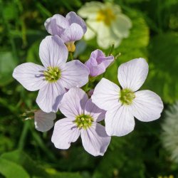 Engkarse<br><i>Cardamine pratensis</i><br><br>