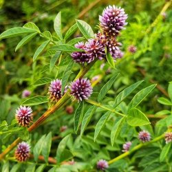 Lakrids, Glat <br><i>Glycyrrhiza glabra</i><br><br>