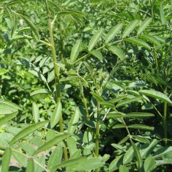 Lakrids, Glat <br><i>Glycyrrhiza glabra</i><br><br>