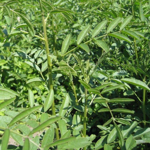 Lakrids, Glat <br><i>Glycyrrhiza glabra</i><br><br>