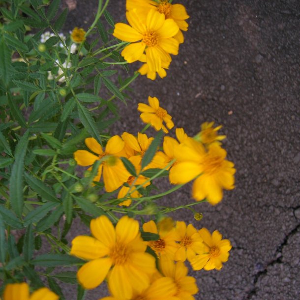 Lakridstagetes <br>'Sweet Mace' <br><i>Tagetes lucida </i>