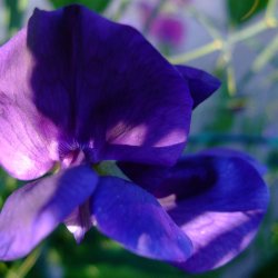 Lathyrus, rteblomst <br>'Mammoth Navy Blue' <br><i>Lathyrus odoratus</i>